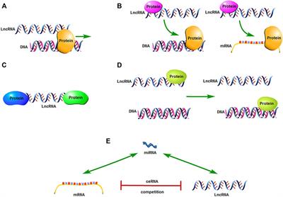 Long Non-Coding RNA in Esophageal Cancer: A Review of Research Progress